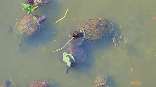 Kek Lok Si Buddhist Temple Complex on Hillside in
