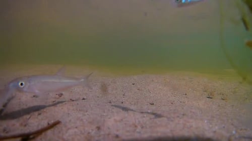 Flussfische schwimmen und suchen nach Nahrung