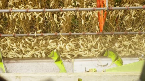 Wheat Harvest Close Up Machine at Work