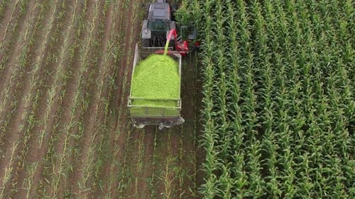 Tractor Harvesting Cornfield Aerial Shot
