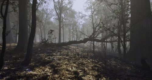 Mysterious Fog Blankets an Enchanting Forest at Dawn