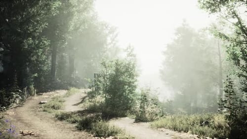 Sunlit Forest Trail Leading Into the Misty Wilderness During the Early Morning