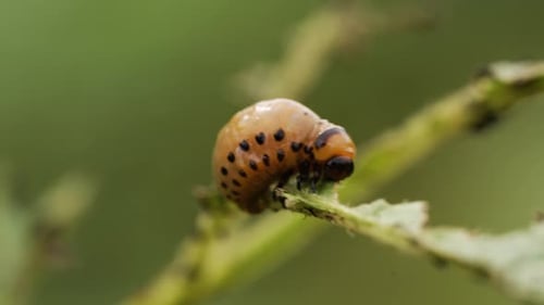Une larve de doryphore de la pomme de terre consommant des feuilles de pomme de terre endommage les cultures agricoles