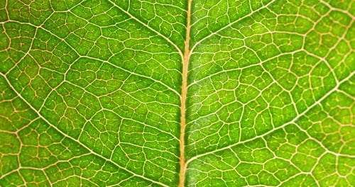 Cell Structure View of Leaf Surface Showing Plant Cells For Education. Leaf in Macro Shot Background