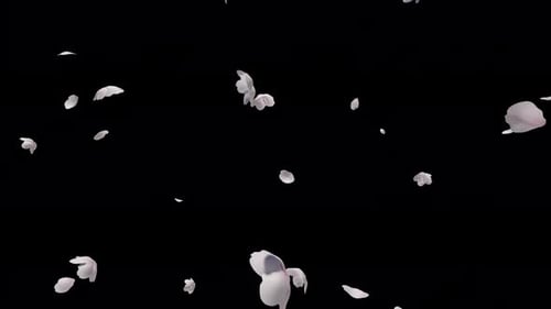 Delicate White Cherry Blossom Petals Falling