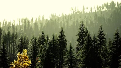 A Serene Forest with a Cluster of Majestic Pine Trees Standing Tall