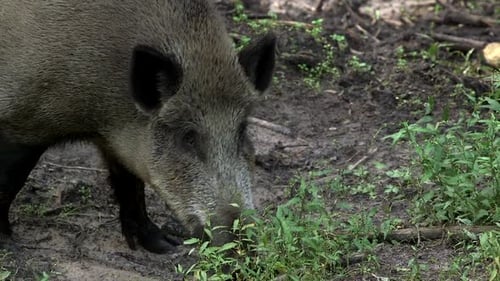 Close-up of a Wild Boar Walking in the Forest