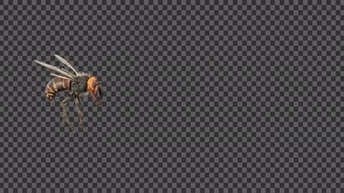Bee Fly Alpha-Kanäle 2