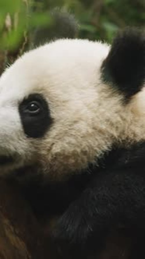 Giant Panda Relaxing Peacefully on a Tree Branch