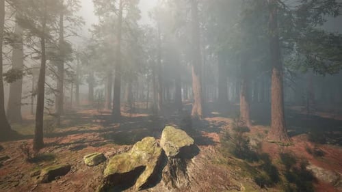 A Misty Forest Enveloped in a Dense Fog with a Multitude of Towering Trees