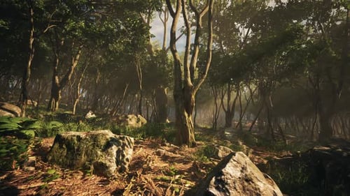 Misty Morning in the Woods with Rays of Light in the Forest