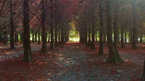 Low flyover capturing a tranquil forest path lined with Bald Cypress trees, under a natural canopy o