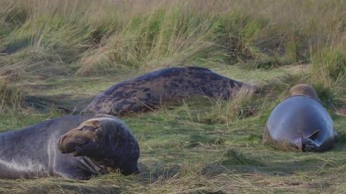 Breeding season for Atlantic Grey seals, showing newborn pups with white fur, mothers nurturing and