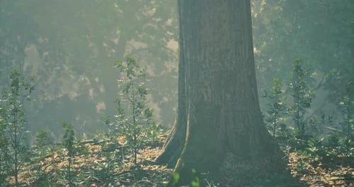 Árbol majestuoso rodeado de vegetación en un bosque brumoso