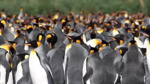 KIng penguin Colony with chicks