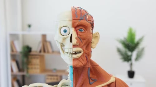 Human Anatomy Model in Doctor's Office
