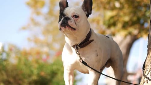 A Bulldog Happily Enjoying Autumn Park Surrounded By Colorful Leaves