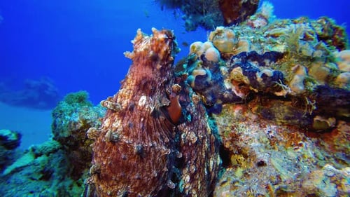 Tropical Underwater Octopus