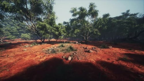 Australian Outback with Trees and Yellow Sand