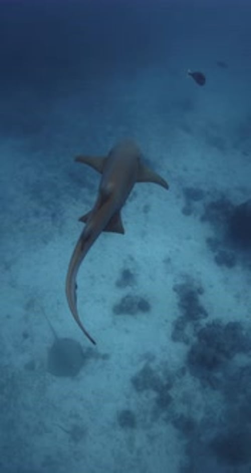 Underwater View of Cat Shark in Blue Tropical Sea Slow Motion Vertical Footage