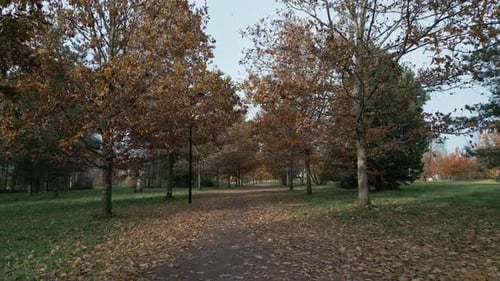 Walk side between oak trees