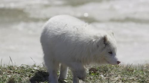 Vida silvestre canadiense: caza de zorros árticos en primavera