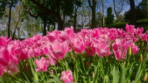 Pink tulips bloom in a park on a sunny day