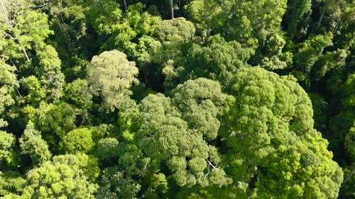 Forest on the Island of Borneo Malaysia