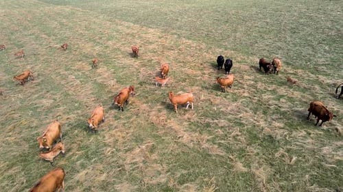 Aerial close view of a herd of cows on a green meadow