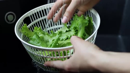 Women's hands washing lettuce leaves under running water. Concept of healthy eating and organic farm