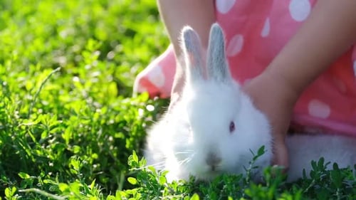 A Beautiful Little Girl is Playing on the Green Grass She is Holding a White Rabbit in Her Hands