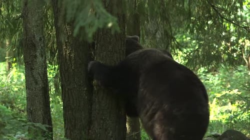 Brown Bear Rubbing Against Tree in Forest