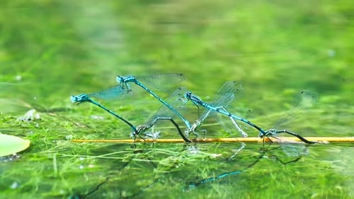 Lebendige Nahaufnahme einer Libelle, die auf bunten Blättern auf der Wasserteichoberfläche steht