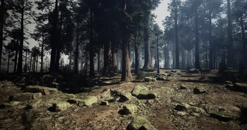 Dense Forest with Towering Trees and Rocky Terrain at Dusk
