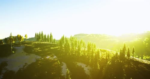 La lumière du soleil baigne des collines tranquilles ornées de pins imposants à l'aube