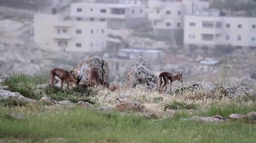 Israelische Berggazelle an urbanem Ort