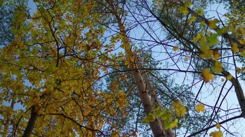 Upward view of autumn tree branches against the sky, intermingling with evergreen pines.