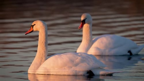 Two White Swans Swimming in Water at Natural Habitat Lake Two White Wild White Gooses Overwintering