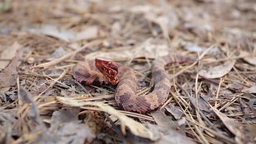 Copperhead Snake Coiled on Forest Floor