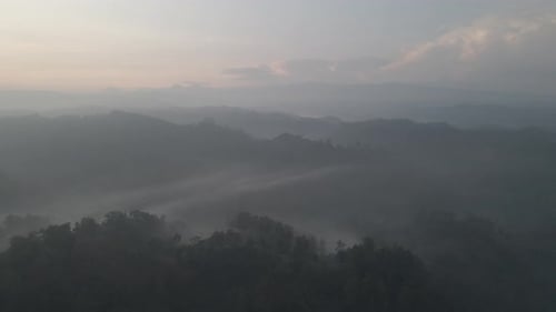 Aerial Foggy green forest with canopies of spruce trees and sunrise rays shining through branches in