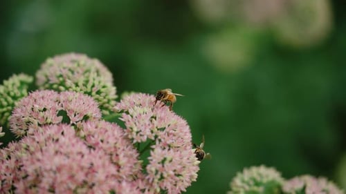 bees Pollinating Vibrant Flowers in Lush Summer Garden