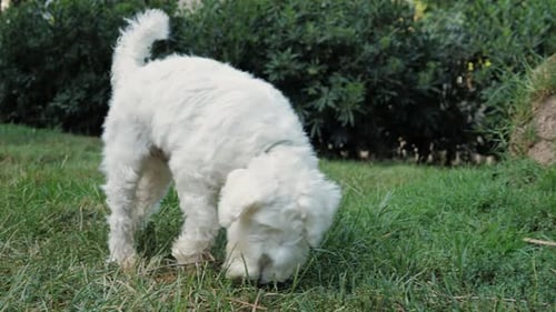 Adorable White Dog Sniffing in the Grass
