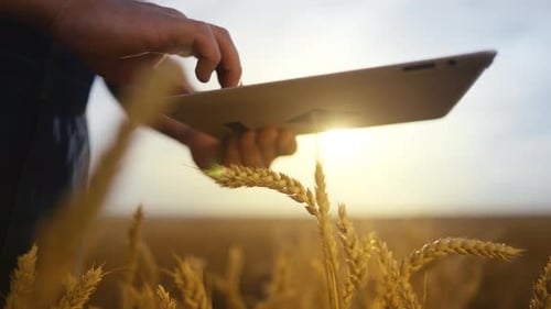 Agriculture and Modern Technology Closeup View of Tablet in Farmer Hands Golden Rye Fields in