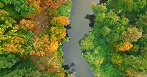 Brown autumn forest and river. Aerial view of wildlife.