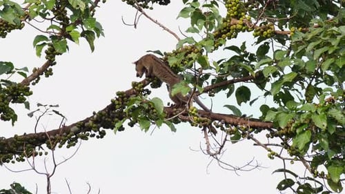 Caminando de una rama a otra, una civeta de palmeras de tres rayas Arctogalidia trivirgata busca