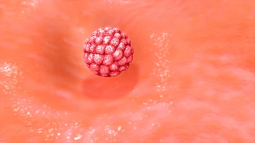 Vista microscópica del embrión humano en desarrollo