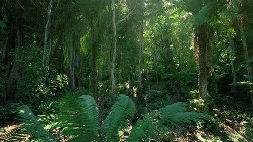 Ancient Forest Setting Primeval Woodland Scene with Rich Plant Life