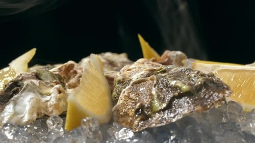 Fresh Raw Oysters with Ice French Restaurant Mediterranean Healthy Sea Food Gourment Luxury Cuisine