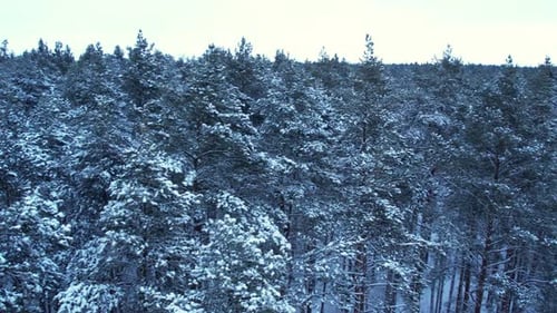 Pine and Fir Trees Forest Covered in Snow Aerial Landscape From Drone View Christmas is Coming Cold