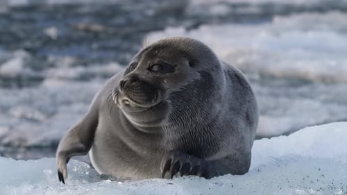 Alone Black Seal Resting on Shimmering Floating Ice Block in the Ocean